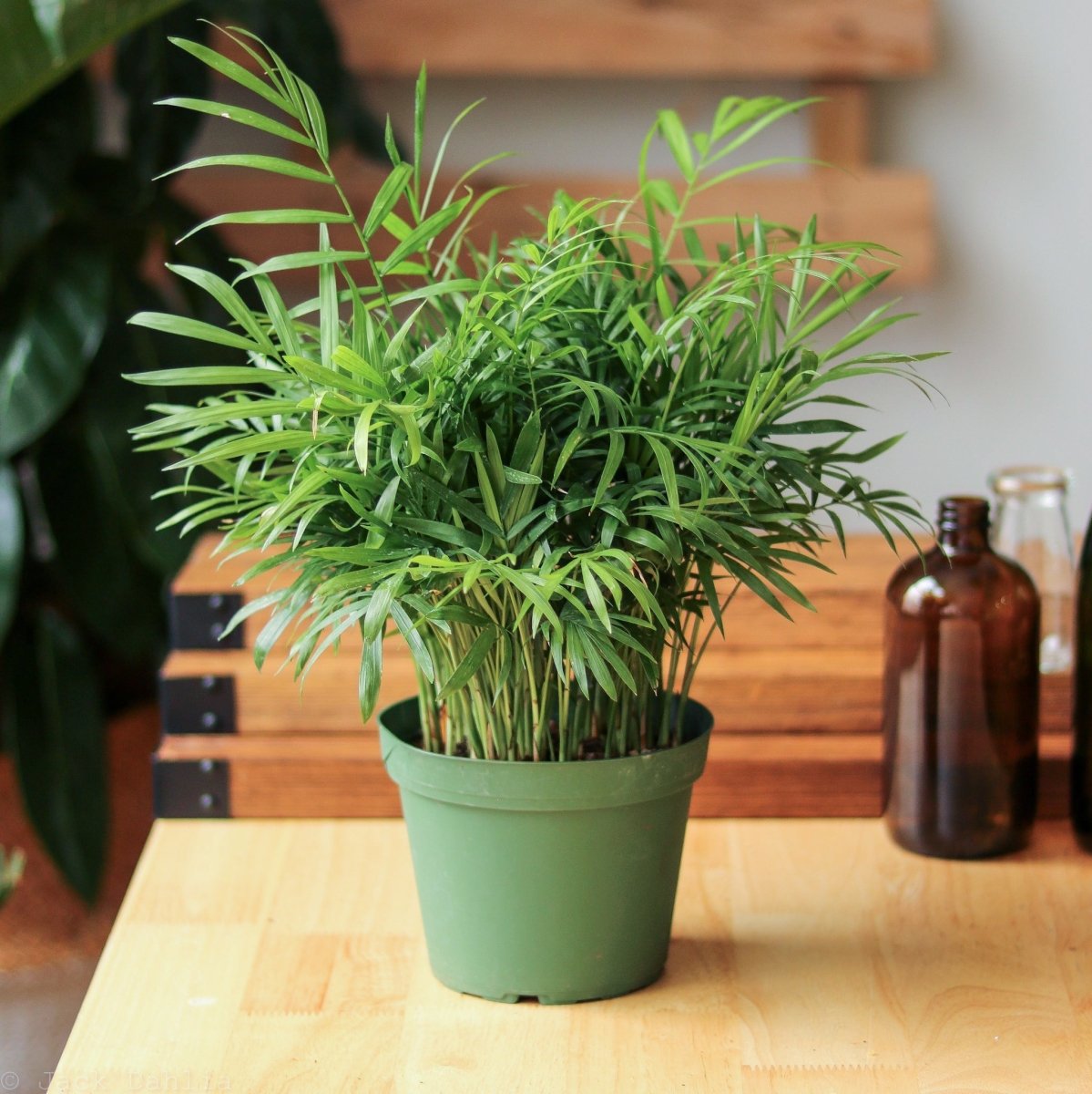 neanthe bella palm toxic to cats Neanthe Bella Palm (Chamaedorea elegans)