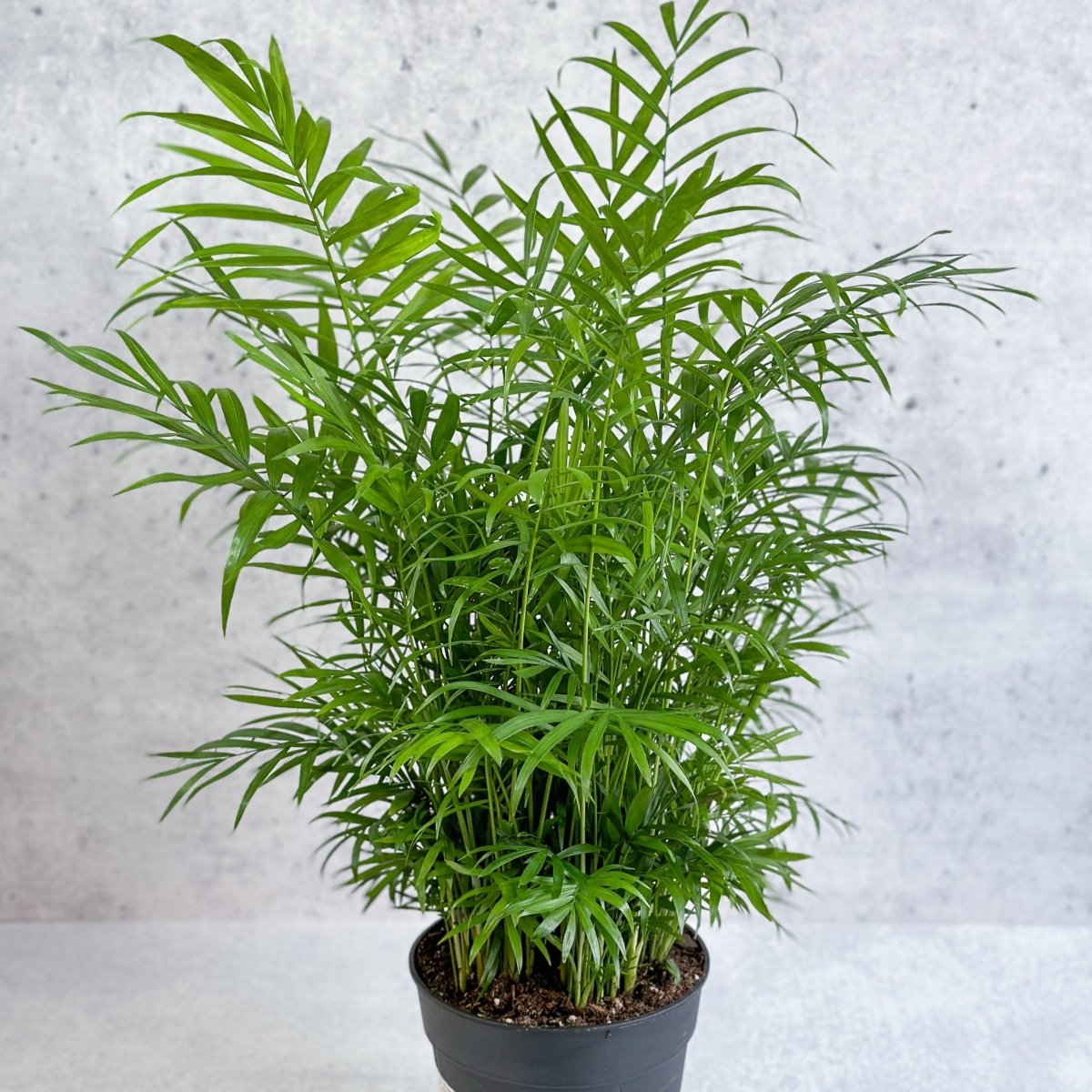parlor palm poisonous to dogs Neanthe Bella Palm (Chamaedorea elegans)