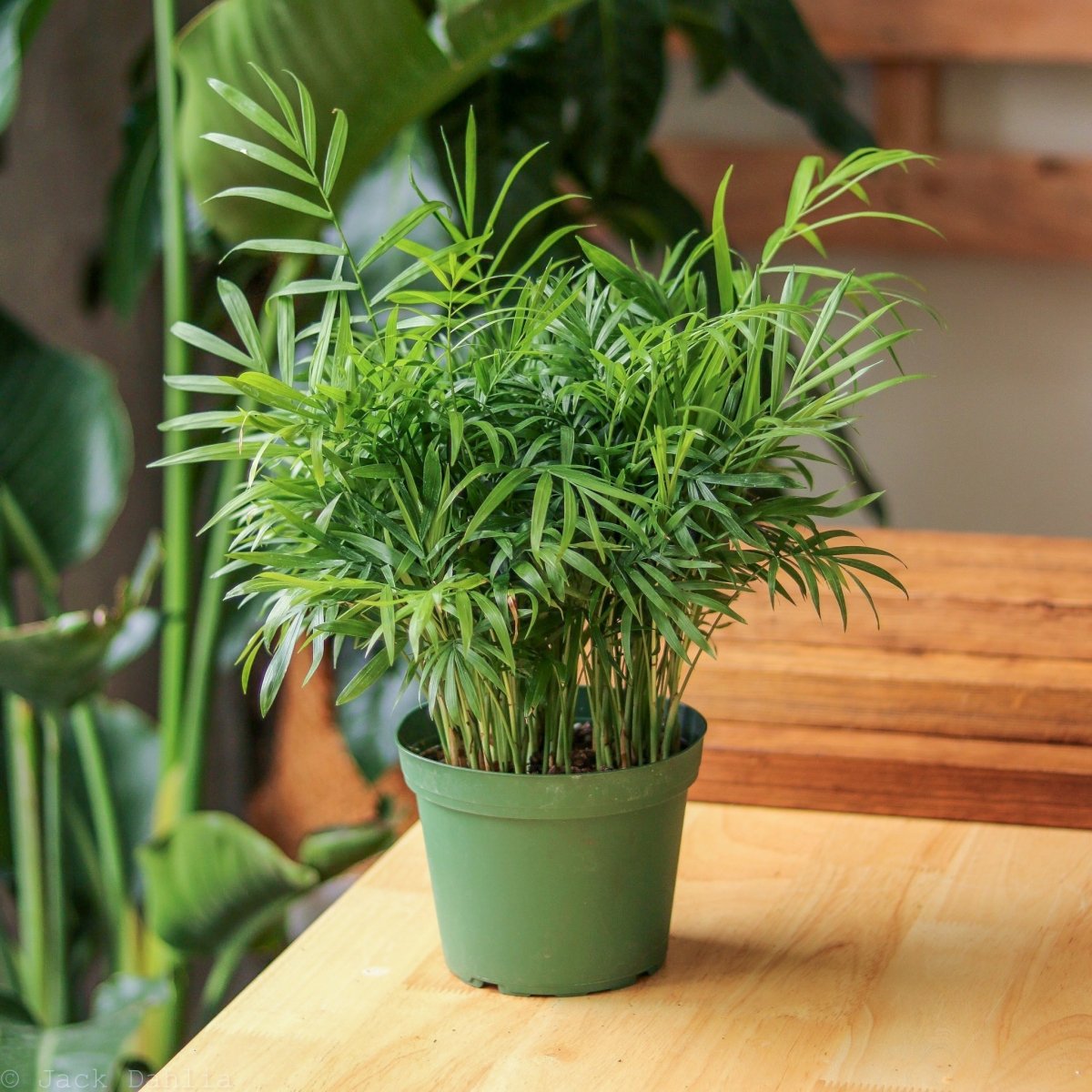 parlor palm plant cats Neanthe Bella Palm (Chamaedorea elegans)