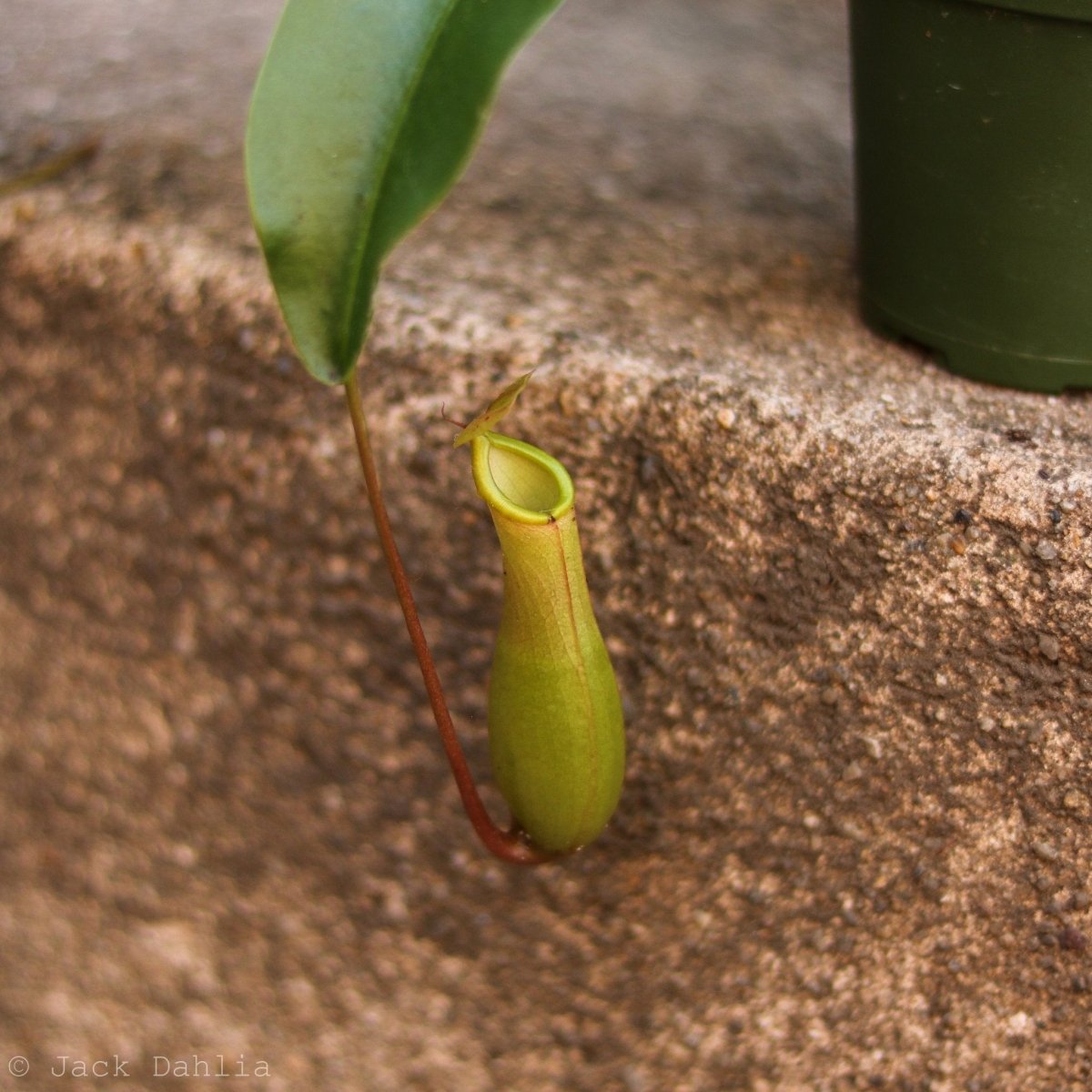 hanging pitcher plant Nepenthes gracilis - Pitcher Plant