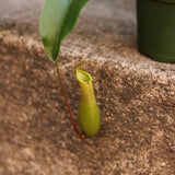 hanging basket for pitcher plant Nepenthes Gracilis