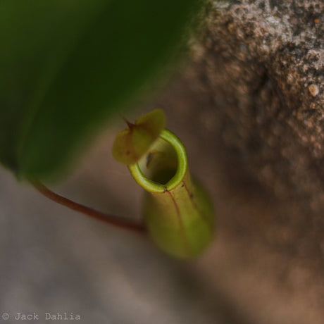 Nepenthes gracilis - Pitcher Plant - 4 Inch Hanging Basket - Ed's Plant Shop