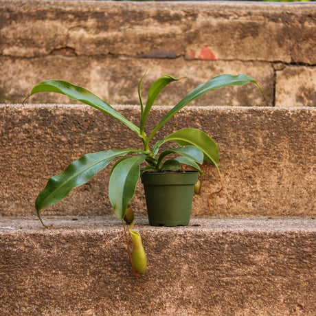 Nepenthes gracilis - Pitcher Plant - 4 Inch Hanging Basket - Ed's Plant Shop