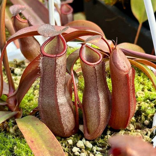 Nepenthes Rebecca Soper Pitcher Plant Hanging Basket - Ed's Plant Shop