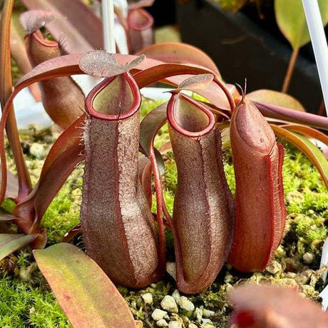 Nepenthes Rebecca Soper Pitcher Plant Hanging Basket - Ed's Plant Shop