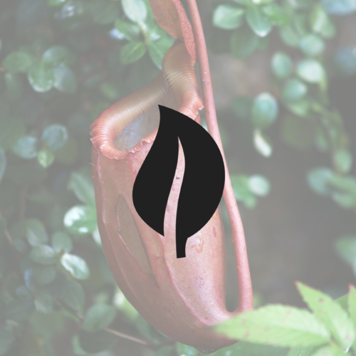 hanging pitcher plant care Gaya Pitcher Plant - Carnivorous Houseplant