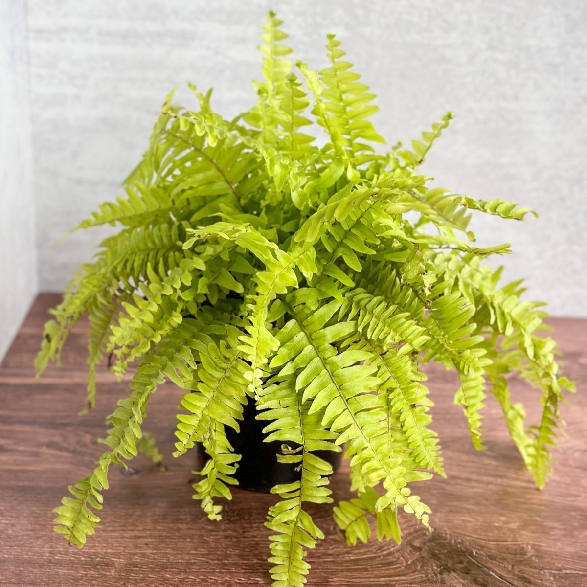 Ed's Plant Shop Nephrolepis Exaltata - Thumbnail 2