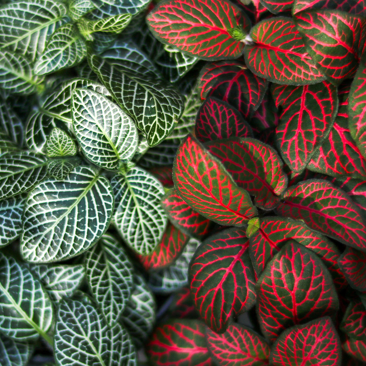 Fittonia Albivenis - Mosaic/Nerve Plant - Various Sizes