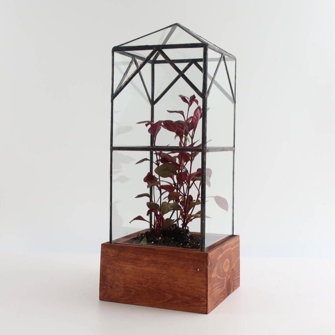 North Tower Terrarium: Tall & Geometric Design – Ed's Plant Shop