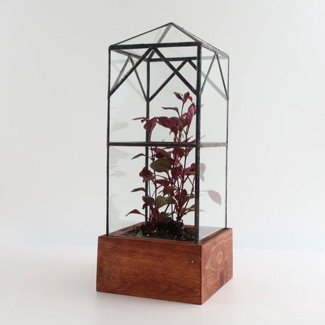 North Tower Terrarium - Ed's Plant Shop