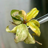 Orange Princess Philodendron Plantlet - Ed's Plant Shop