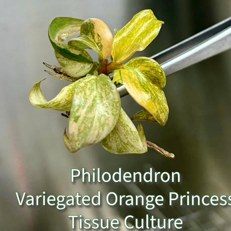 Orange Princess Philodendron Plantlet *ONLINE ONLY* - Ed's Plant Shop