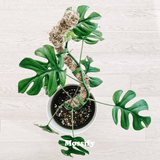 Potted plant with green leaves on a light wooden surface, branded 'Mossy'.