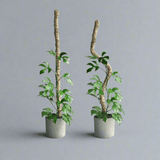 Two potted plants with twisted MOSSIFY poles on a gray background