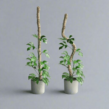 Two potted plants with twisted MOSSIFY poles on a gray background
