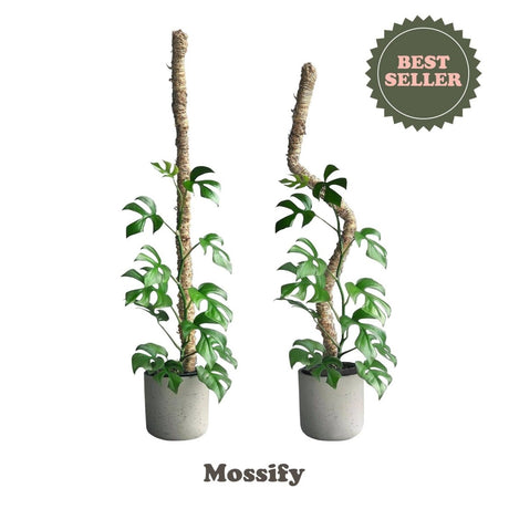 Two potted monstera plants with a 'Best Seller' label and 'Mossify' branding on a white background.