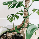 Close-up of a potted plant with Mossify  bendable pole and branding