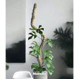 Potted plant with a unique stem design on a white background, branded 'Mossify'.