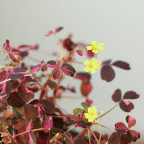 Oxalis bicolor - Candy Cane Shamrock - 4.5 Inch - Ed's Plant Shop