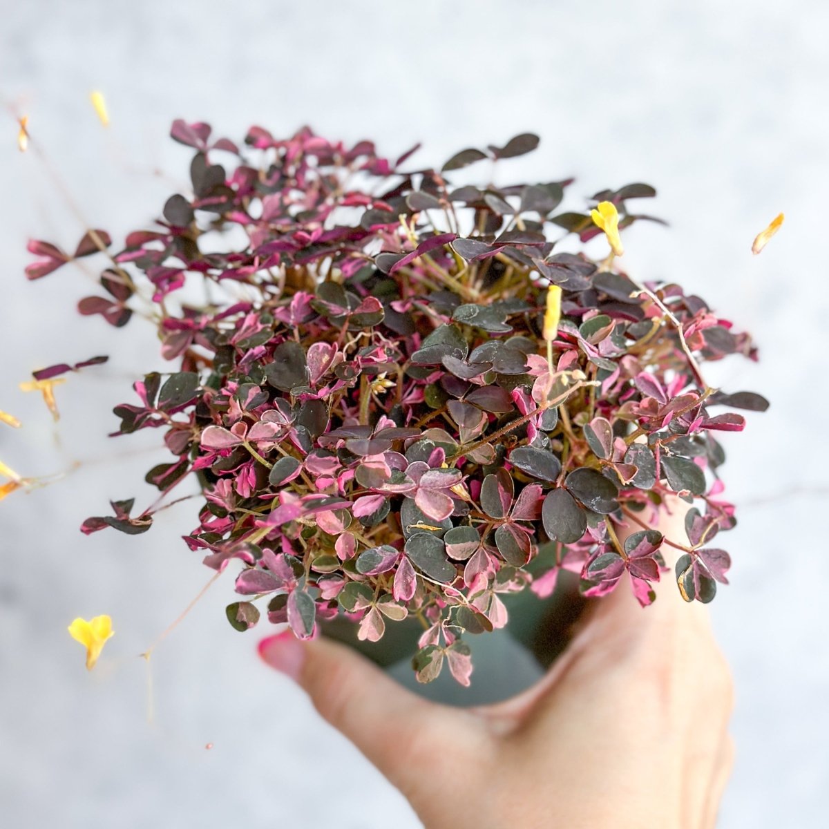 Oxalis bicolor - Candy Cane Shamrock - 4.5 Inch - Ed's Plant Shop