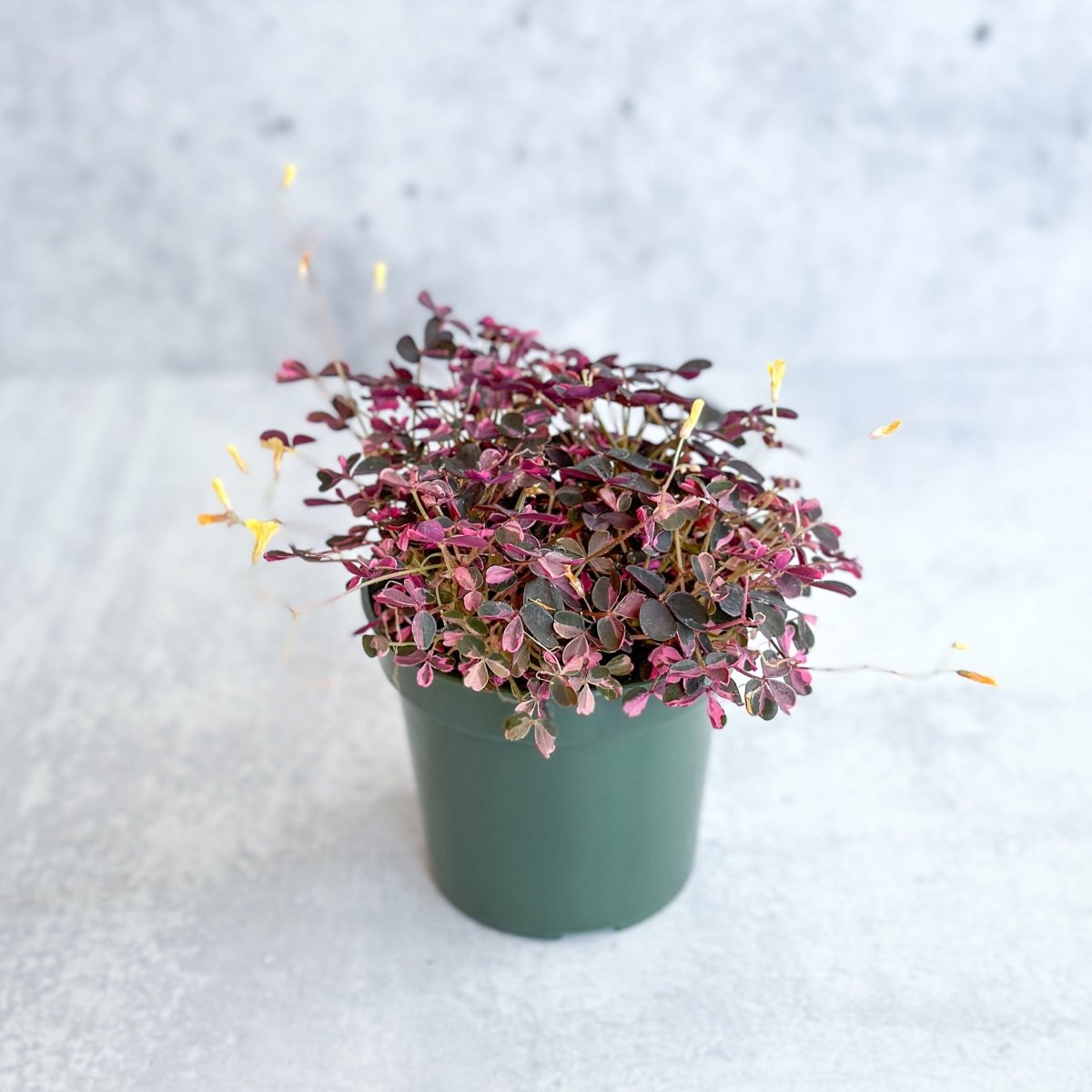 Oxalis bicolor - Candy Cane Shamrock - 4.5 Inch - Ed's Plant Shop