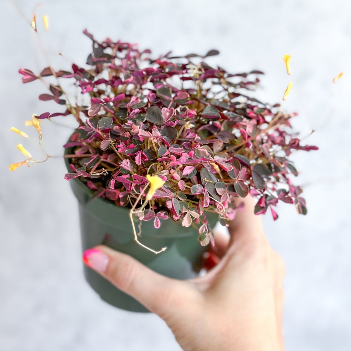 Oxalis bicolor - Candy Cane Shamrock - 4.5 Inch - Ed's Plant Shop