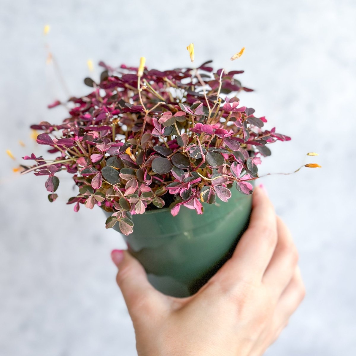 Oxalis bicolor - Candy Cane Shamrock - Ed's Plant Shop