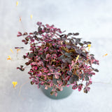 Oxalis bicolor - Candy Cane Shamrock - Ed's Plant Shop