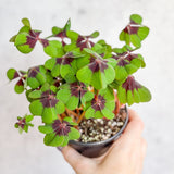 Oxalis tetraphylla - Iron Cross Shamrock - Various Sizes - Ed's Plant Shop