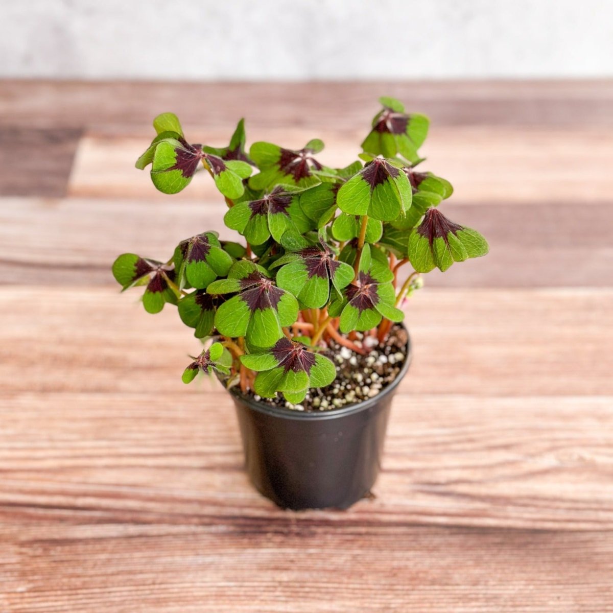 Oxalis tetraphylla - Iron Cross Shamrock - Various Sizes - Ed's Plant Shop