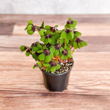 Oxalis tetraphylla - Iron Cross Shamrock - Various Sizes - Ed's Plant Shop