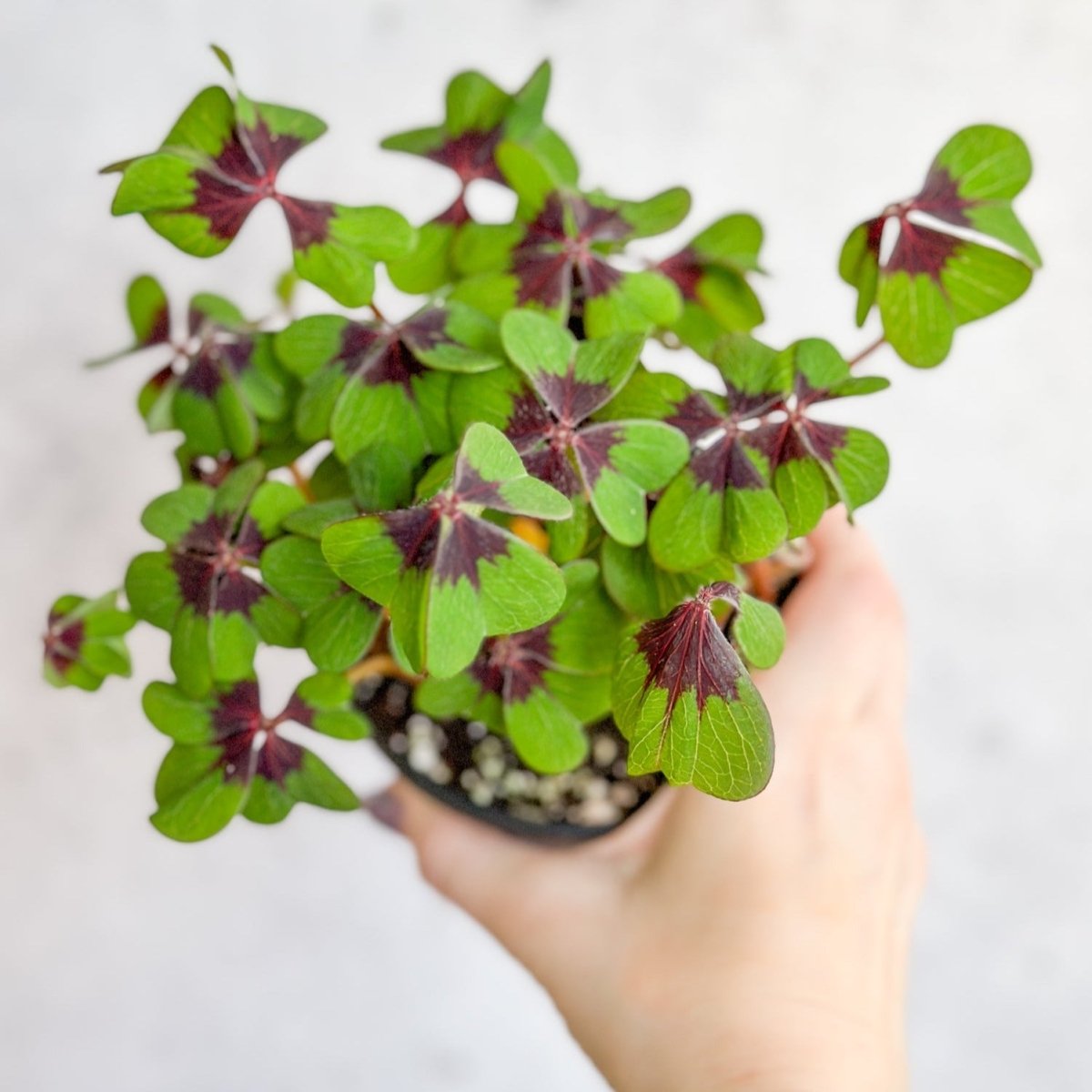 Iron Cross Shamrock (Oxalis tetraphylla) | Ed's Plant Shop – Ed's