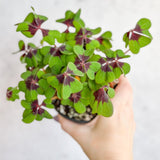 Oxalis tetraphylla - Iron Cross Shamrock - Various Sizes - Ed's Plant Shop