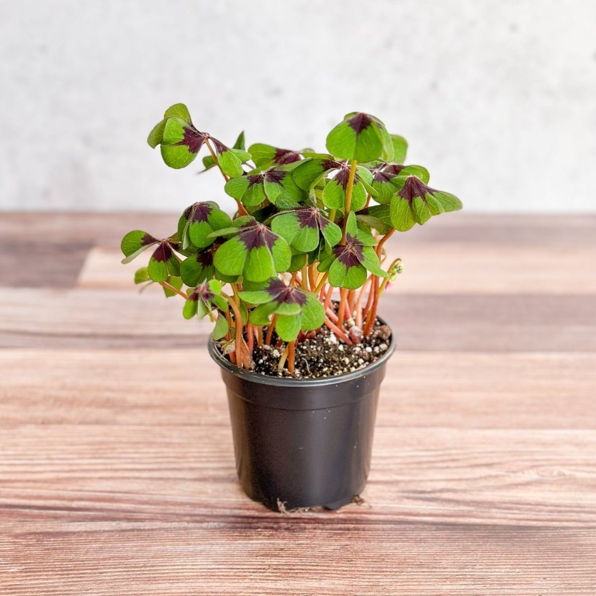 /イッタラTRIS/トリス（ローズオリーブ） Iron Cross Shamrock (Oxalis tetraphylla) | Ed's Plant Shop – Ed's