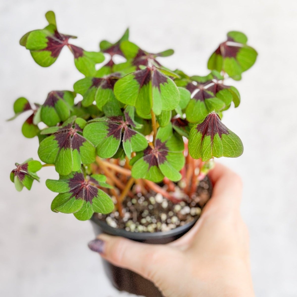 Oxalis tetraphylla - Iron Cross Shamrock - Various Sizes - Ed's Plant Shop