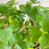 Oxalis Triangularis - False Shamrock - Various Sizes - Ed's Plant Shop