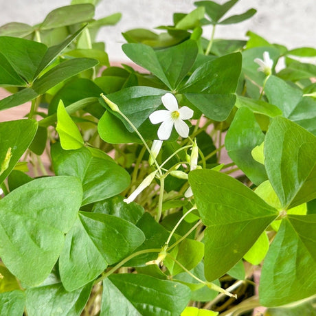 Oxalis Triangularis - False Shamrock - Various Sizes - Ed's Plant Shop