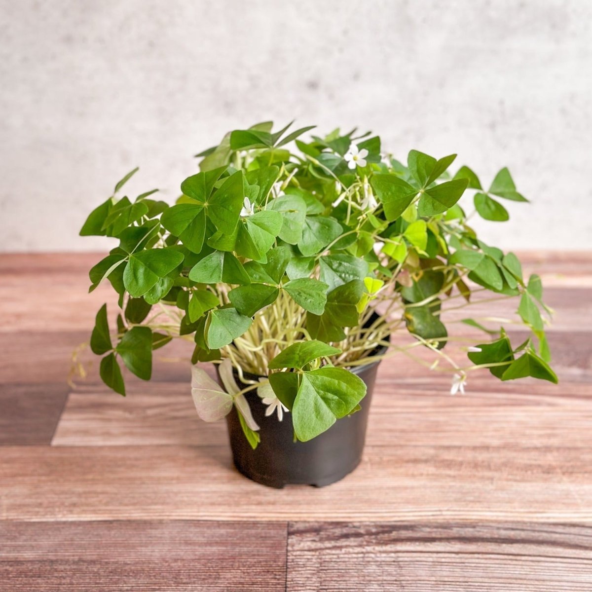 indoor shamrock plant Oxalis regnellii – False Shamrock