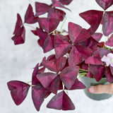 Oxalis triangularis Purple Shamrock / False Shamrock - Ed's Plant Shop