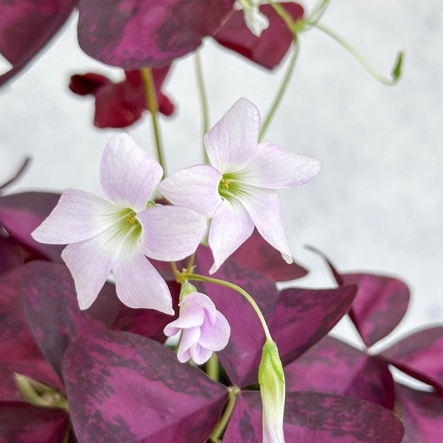 Oxalis triangularis Purple Shamrock / False Shamrock - Ed's Plant Shop