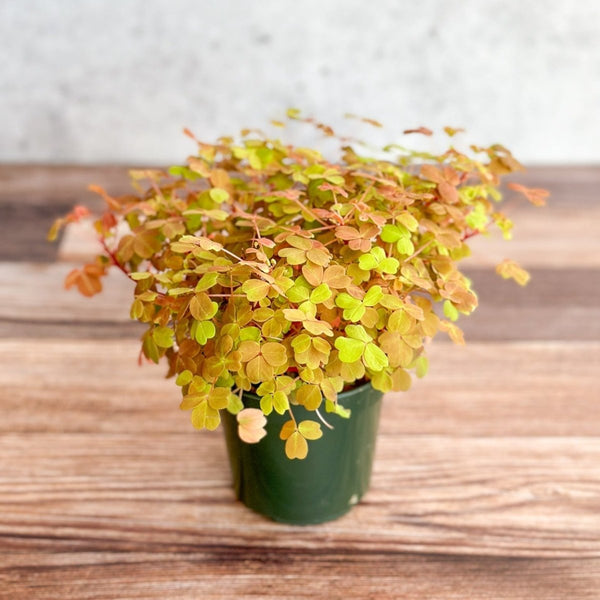 Oxalis ‘Copper Glow’ with bright golden leaves and orange tones in small plastic pot.