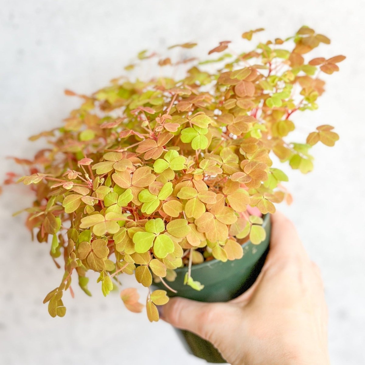 house plant oxalis Golden Oxalis (Oxalis vulcanicola ‘Copper Glow’)