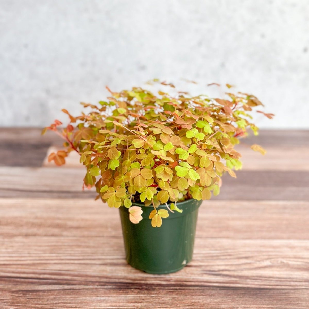 gold potted plant Golden Oxalis 'Copper Glow'