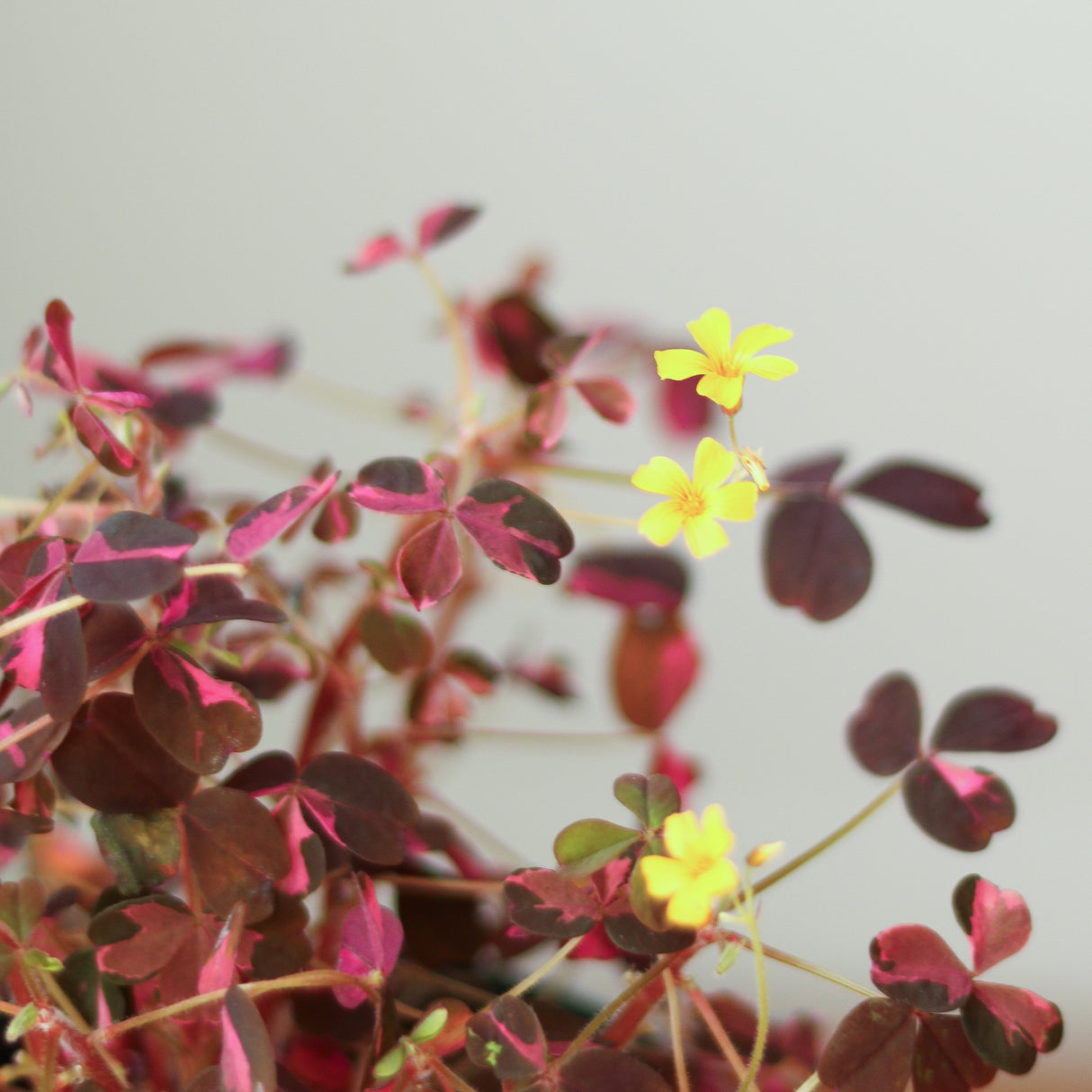 oxalis candy cane