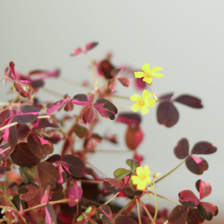 Oxalis Bi-Color - Candy Cane Shamrock- Ed's Plant Shop