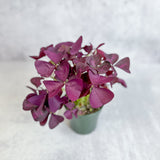 Purple Shamrock (Oxalis triangularis) - Various Sizes