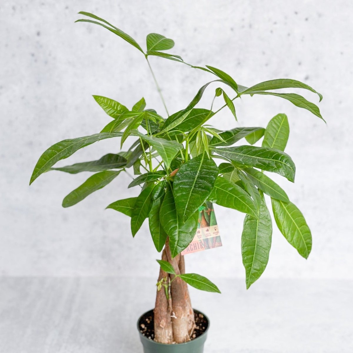 buy money tree plant Pachira Aquatica 'Money Tree' – Lucky Indoor Plant for Prosperity – Ed's Plant Shop
