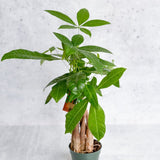 Pachira Aquatica 'Money Tree' - Ed's Plant Shop