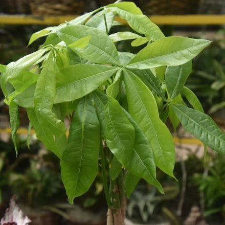 Pachira Aquatica 'Money Tree' Floor Plant - NYC Local Pickup & Delivery Only - Ed's Plant Shop