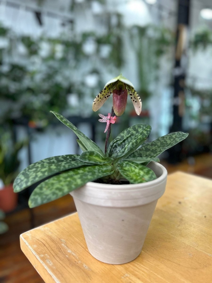 Paphiopedilum montera - Slipper Orchid - Ed's Plant Shop